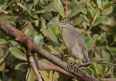 Striated Heron - Mangrovereiger