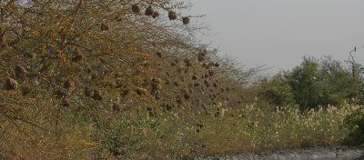 Weaver nests - Wevernesten