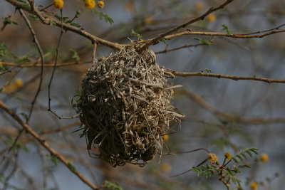 Weaver nest - Wevernest