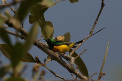 Pygmy Sunbird - Kleine Honingzuiger