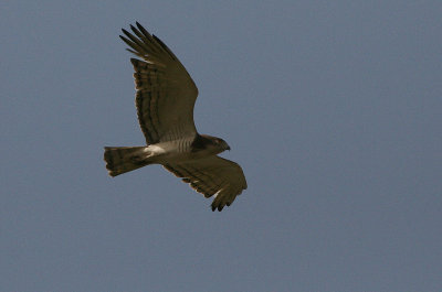 Beaudouin's Snake Eagle - Beaudouins Slangenarend