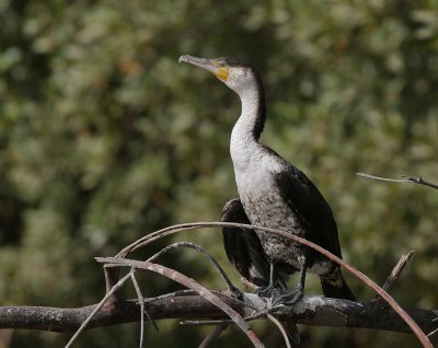 White-breasted Cormorant - Afrikaanse Aalscholver