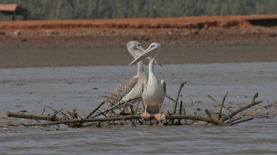 Pink-backed Pelican - Kleine Pelikaan