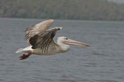 Pink-backed Pelican - Kleine Pelikaan