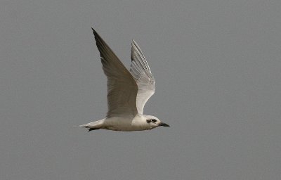 Gull-billed Tern - Lachstern