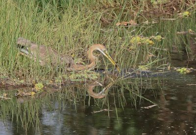 Purple Heron - Purperreiger