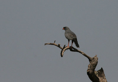 Dark Chanting Goshawk - Donkere Zanghavik