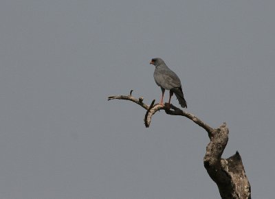 Dark Chanting Goshawk - Donkere Zanghavik