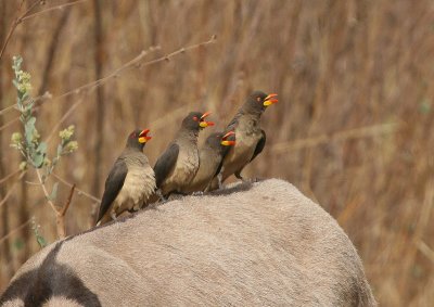 Yellow-billed Oxpecker - Geelsnavelossenpikker