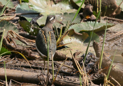 Greater Painted-snipe - Goudsnip