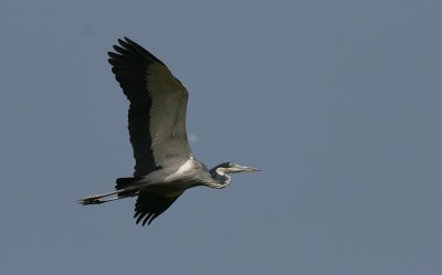 Black-headed Heron - Zwartkopreiger