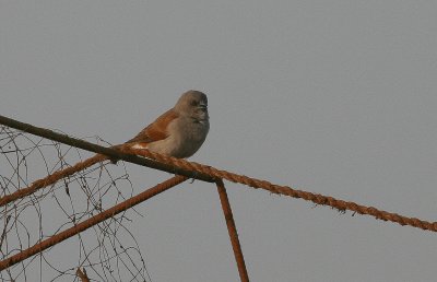 Grey-headed Sparrow - Grijskopmus