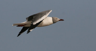 Grey-headed Gull - Grijskopmeeuw