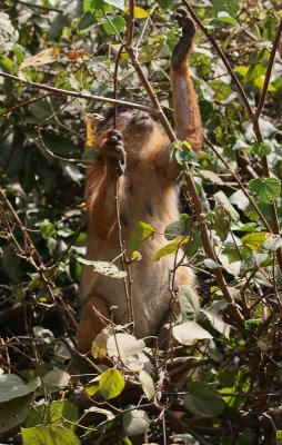 African Red Colobus - Afrikaanse Rode Franjeaap