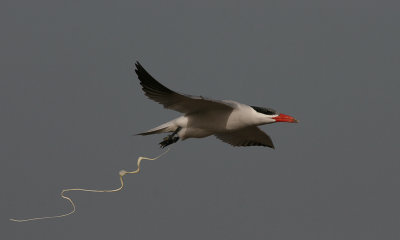 Caspian Tern - Reuzenstern