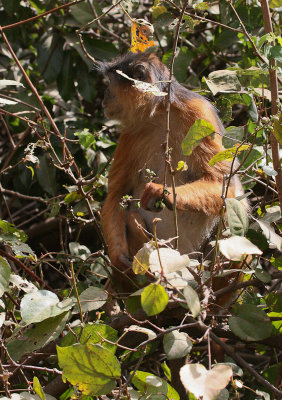 African Red Colobus - Afrikaanse Rode Franjeaap