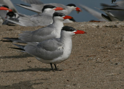 Caspian Tern - Reuzenstern