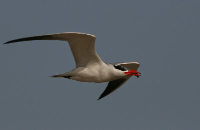 Caspian Tern - Reuzenstern