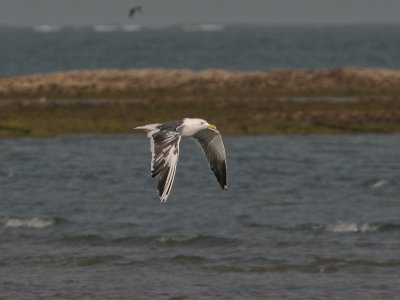 Leucistic Lesser Black-backed Gull - Leucistische Kleine Mantelmeeuw