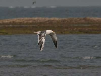 Leucistic Lesser Black-backed Gull - Leucistische Kleine Mantelmeeuw