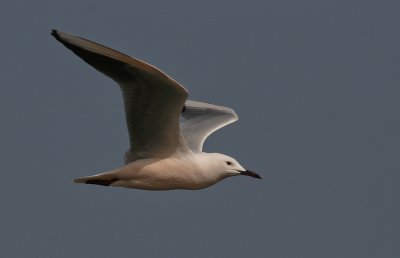 Slender-billed Gull - Dunbekmeeuw