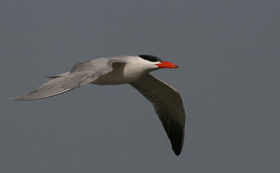 Caspian Tern - Reuzenstern