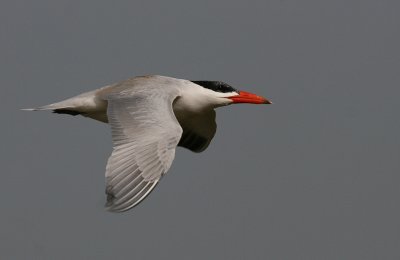 Caspian Tern - Reuzenstern