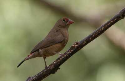 Red-billed Firefinch (female) - Vuurvink (vrouwtje)