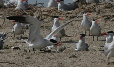 Caspian Tern - Reuzenstern