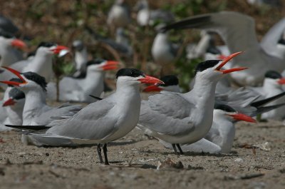 Caspian Tern - Reuzenstern