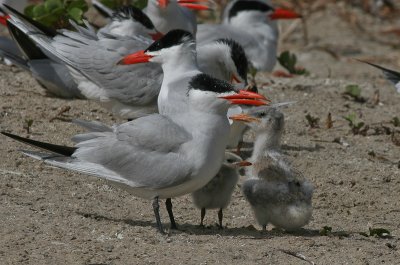 Caspian Tern - Reuzenstern