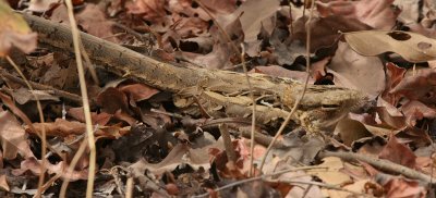 Long-tailed Nightjar - Mozambikaanse Nachtzwaluw