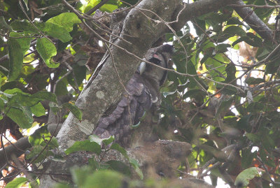 Verreaux's Eagle Owl - Grijze Oehoe