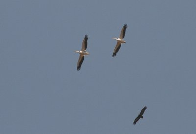 Two Great White Pelicans with a Hooded Vulture - Twee Roze Pelikanen met een Kapgier