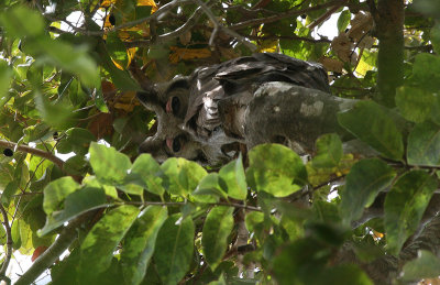 Verreaux's Eagle Owl - Grijze Oehoe