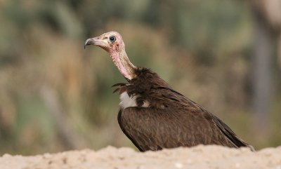 Hooded Vulture - Kapgier