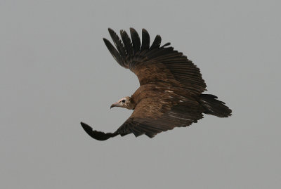 Hooded Vulture - Kapgier