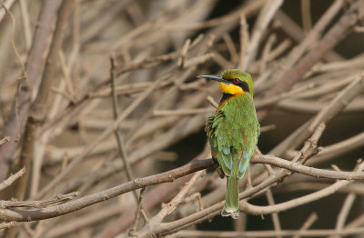 Little Bee-eater - Dwergbijeneter