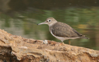 Common Sandpiper - Oeverloper