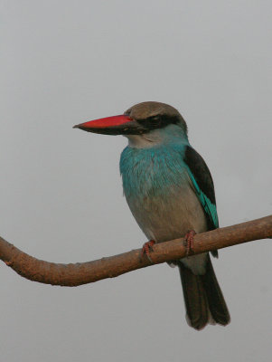 Bleu-breasted Kingfisher - Teugelijsvogel