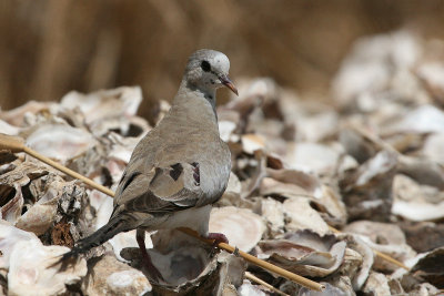 Namaqua Dove - Maskerduif