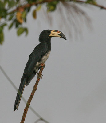 African Pied Hornbill - Bonte Tok