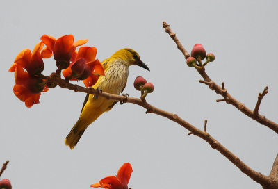 African Oriole - Afrikaanse Wielewaal