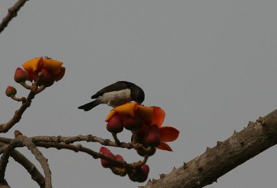 Violet-backed Sunbird - Violetrughoningzuiger