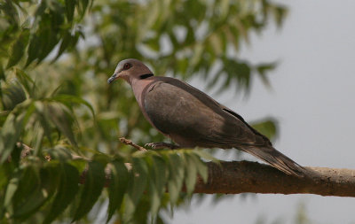 Red-eyed Dove - Roodoogtortel
