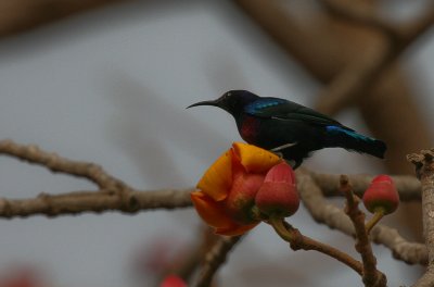 Splendid Sunbird - Roodbuikhoningzuiger