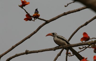 Splendid Sunbird (and a Red-billed Hornbill)- Roodbuikhoningzuiger (en een Roodsnaveltok)