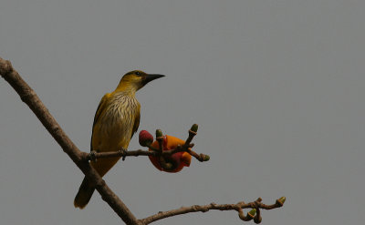 African Oriole - Afrikaanse Wielewaal