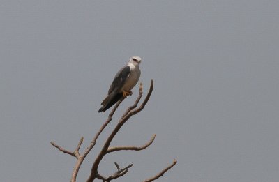 Black-shouldered Kite - Grijze Wouw