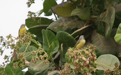 Yellow-fronted Canarys - Mozambiquesijsjes
